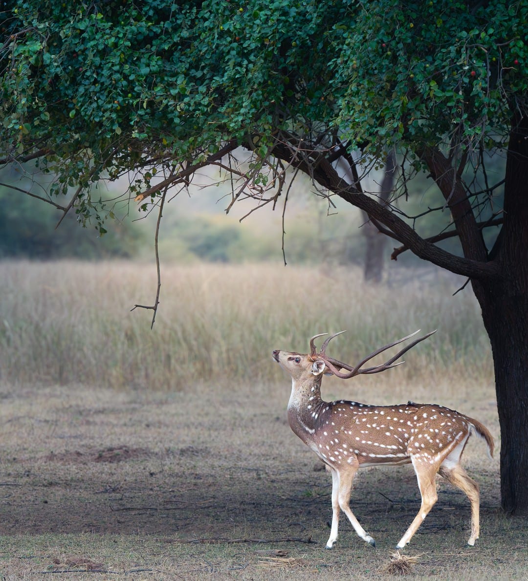 Spotted deer in the forest